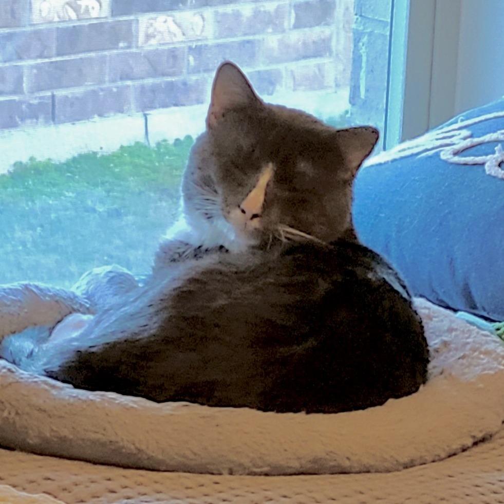 Enlarge Max, a Adoptable Domestic Short Hair in Austin, TX image 3/6