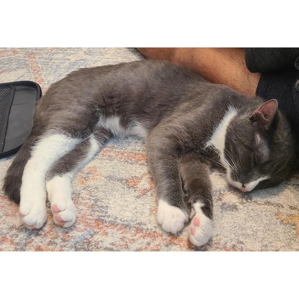 Enlarge Max, a Adoptable Domestic Short Hair in Austin, TX image 4/6