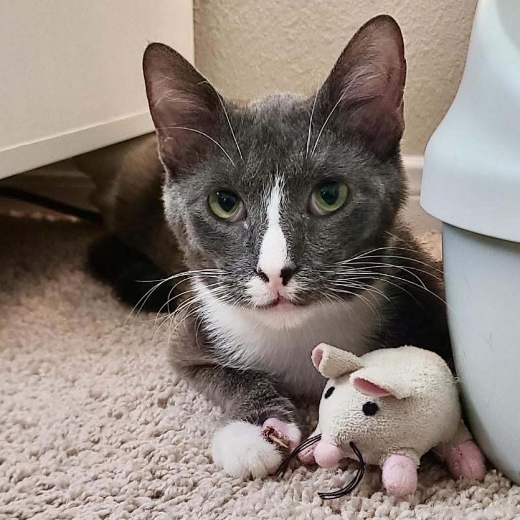 Enlarge Max, a Adoptable Domestic Short Hair in Austin, TX image 5/6