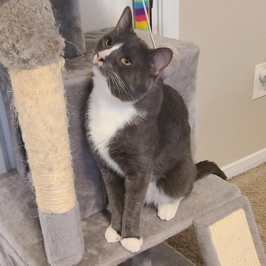 Enlarge Max, a Adoptable Domestic Short Hair in Austin, TX image 6/6