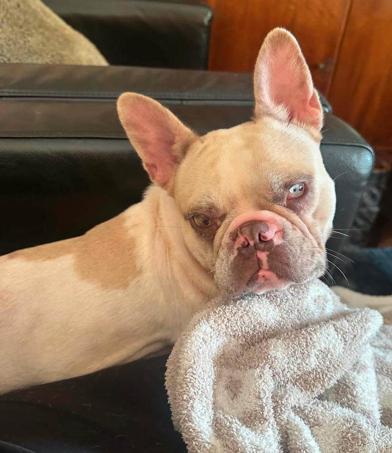 Emmy, Adoptable, Adult Female French Bulldog.