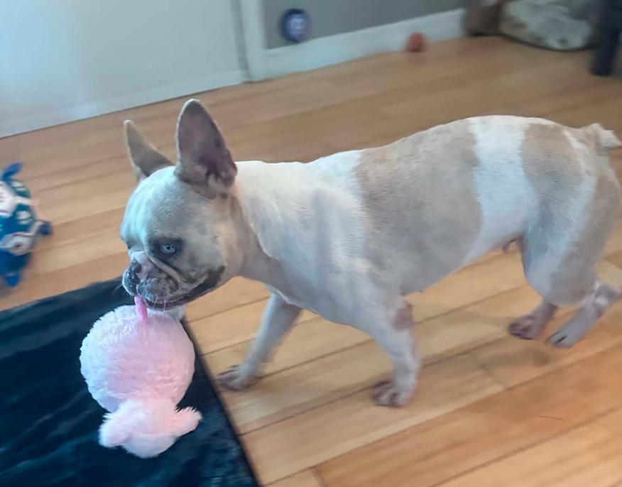Emmy, a Adoptable French Bulldog in Osteen, FL image 2/3