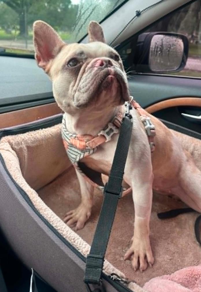 Emmy, a Adoptable French Bulldog in Osteen, FL image 3/3
