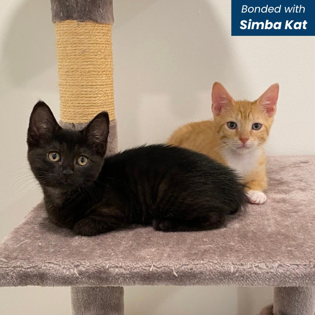 Enlarge Simba Kat, a Adoptable Domestic Short Hair in Baltimore, MD image 1/4