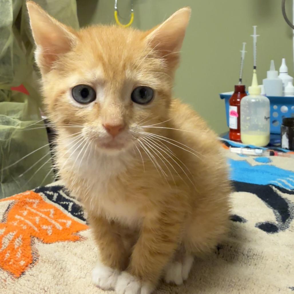 Enlarge Simba Kat, a Adoptable Domestic Short Hair in Baltimore, MD image 2/4