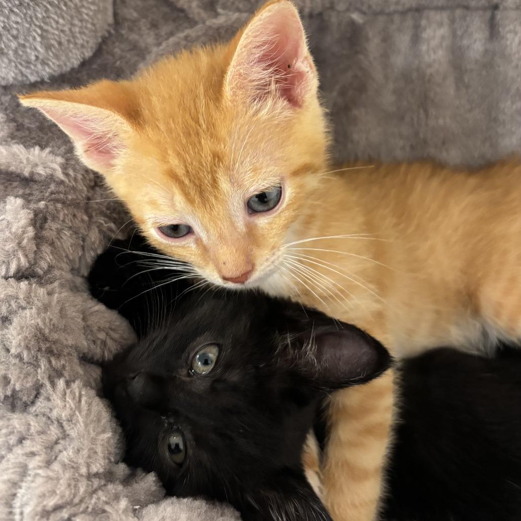 Enlarge Simba Kat, a Adoptable Domestic Short Hair in Baltimore, MD image 3/4