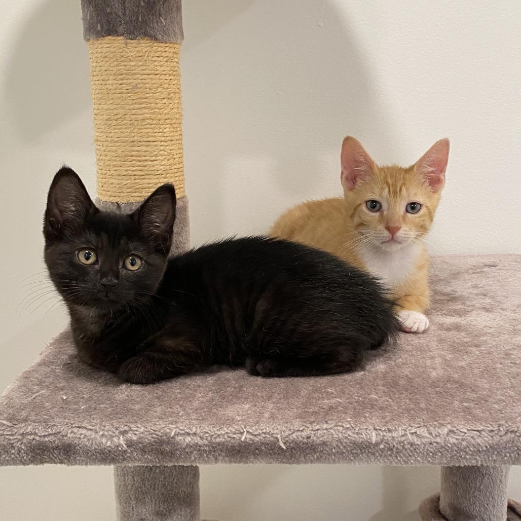 Enlarge Simba Kat, a Adoptable Domestic Short Hair in Baltimore, MD image 4/4