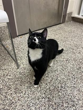 Enlarge Oleander, a Adoptable mixed breed in Roseville, MI image 1/1