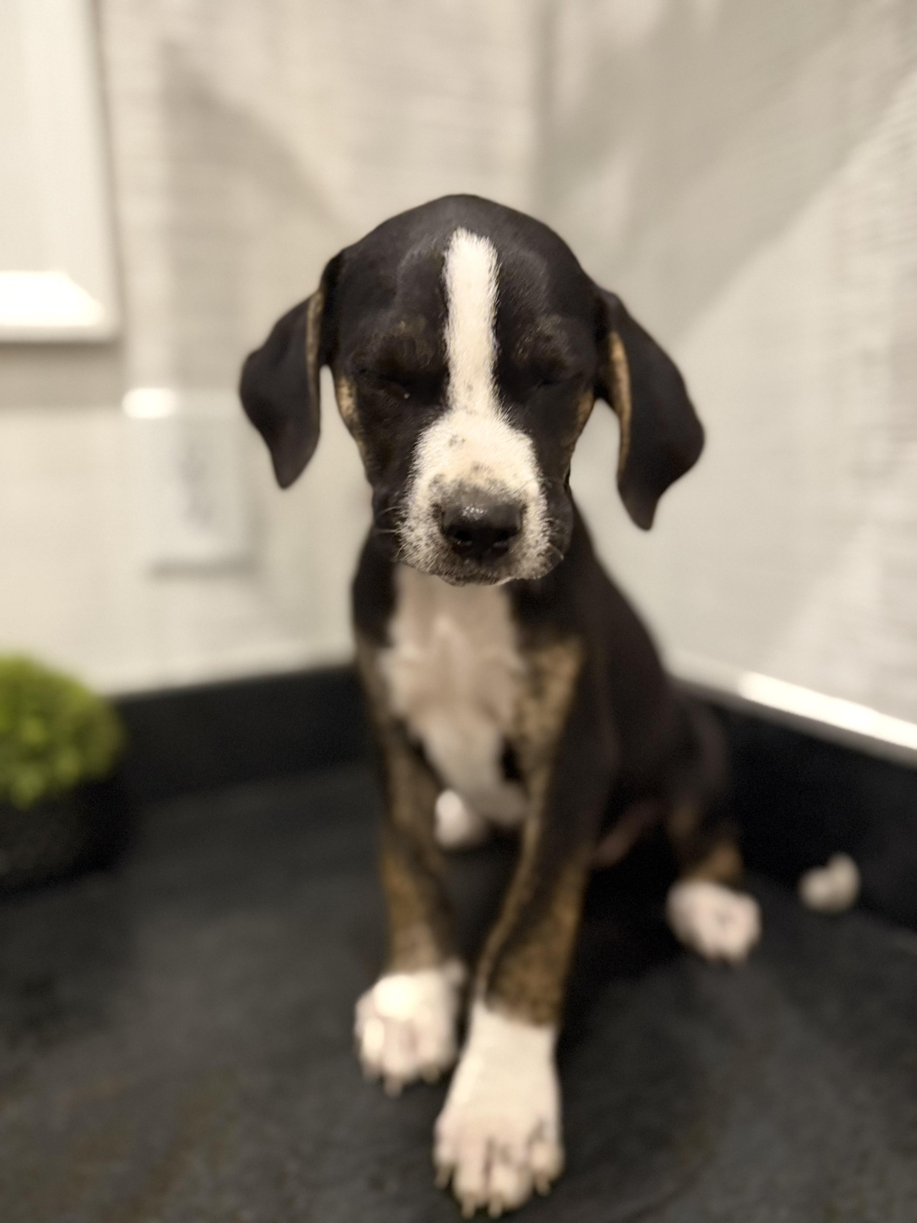 North (McMinnville St. puppy)