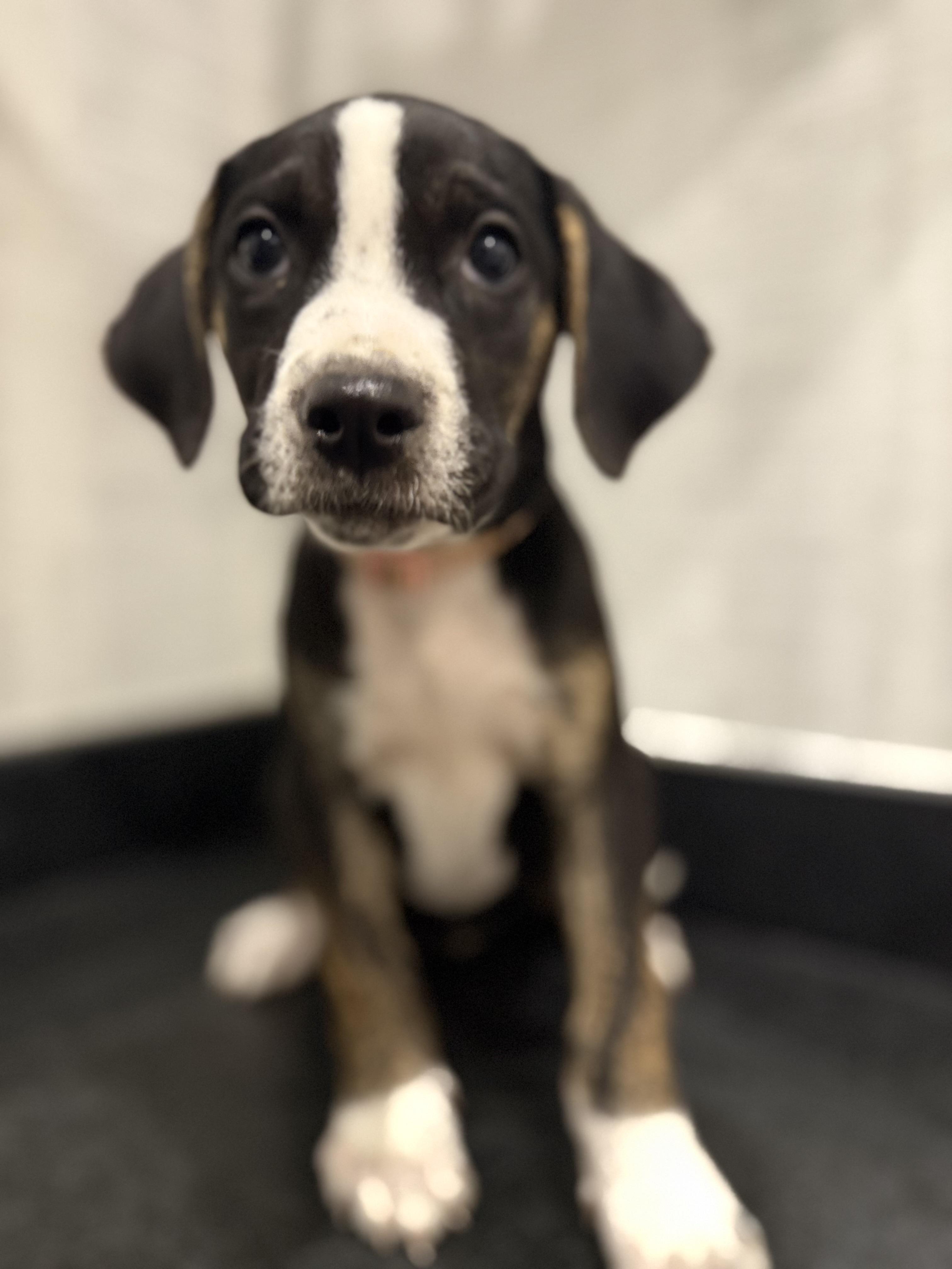 North (McMinnville St. puppy)