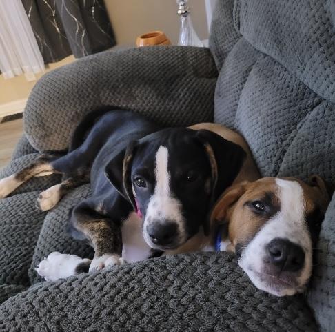 North (McMinnville St. puppy)