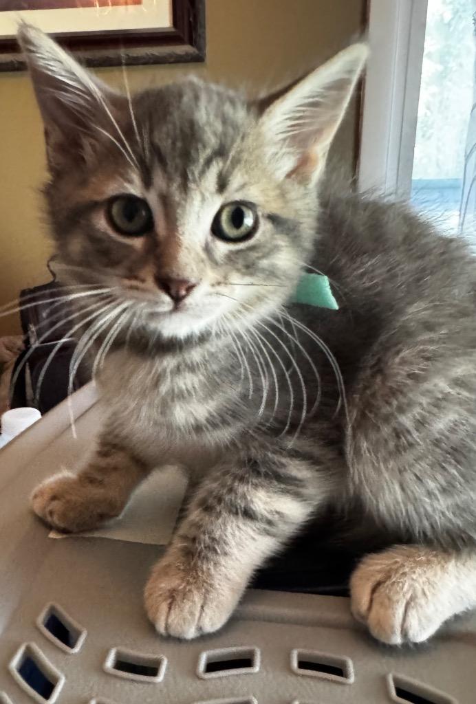 Skidder, Adoptable, Kitten Male Domestic Short Hair.