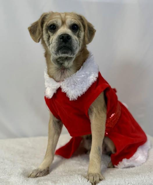 Poppy, ADOPTABLE, Adult Female Pug.