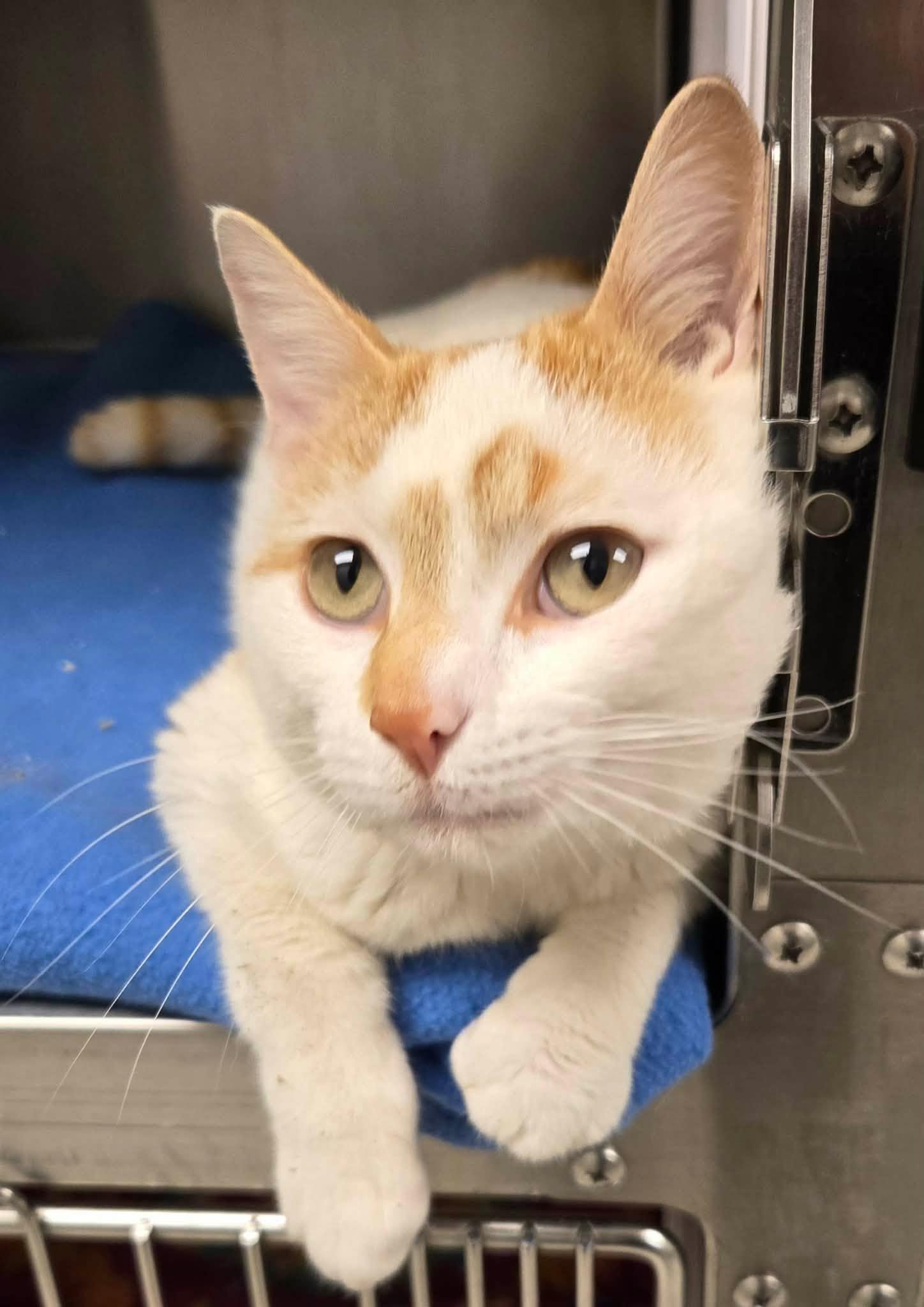 Enlarge Meringue, a ADOPTABLE Domestic Short Hair in Liberty, MO image 1/2