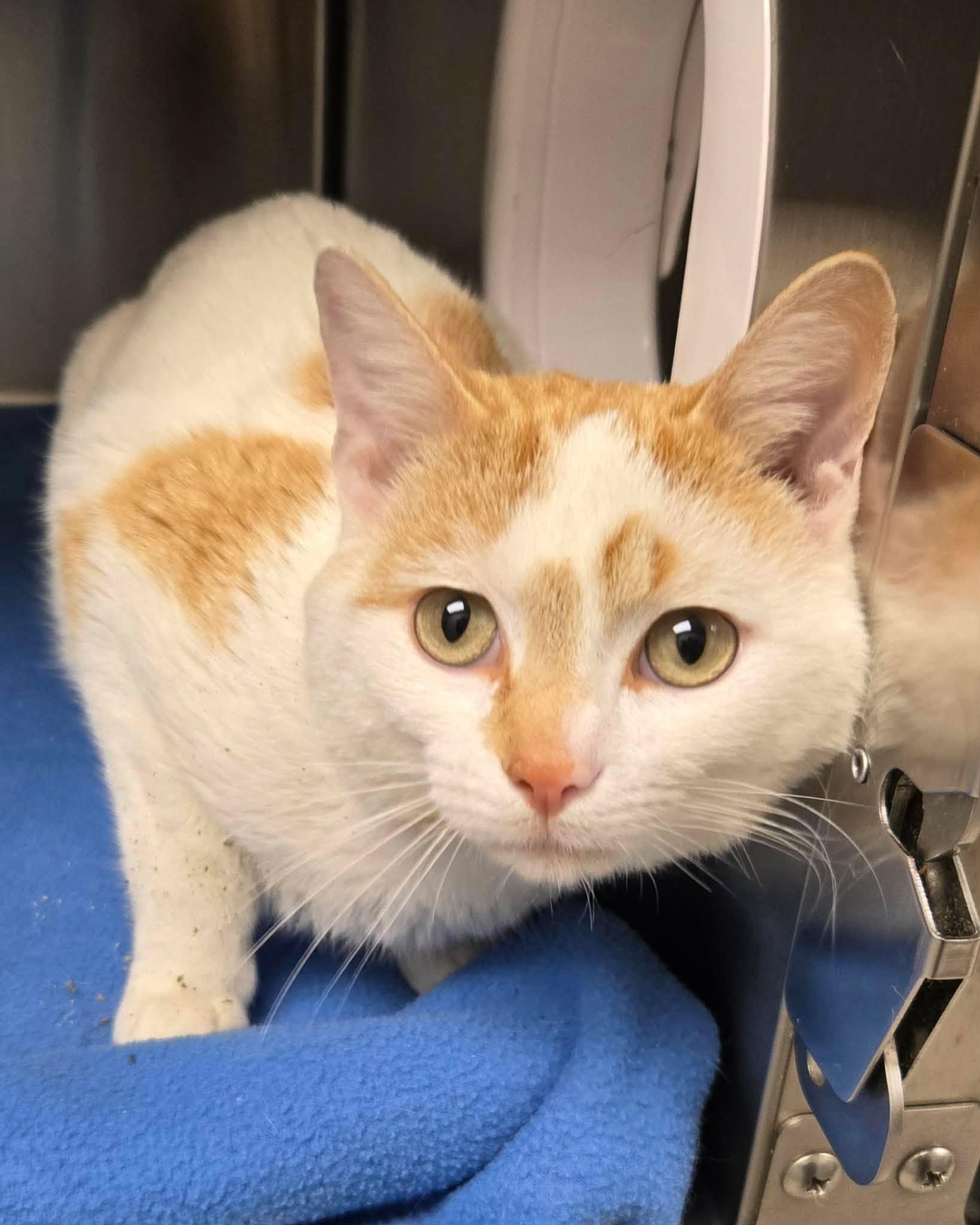 Enlarge Meringue, a ADOPTABLE Domestic Short Hair in Liberty, MO image 2/2