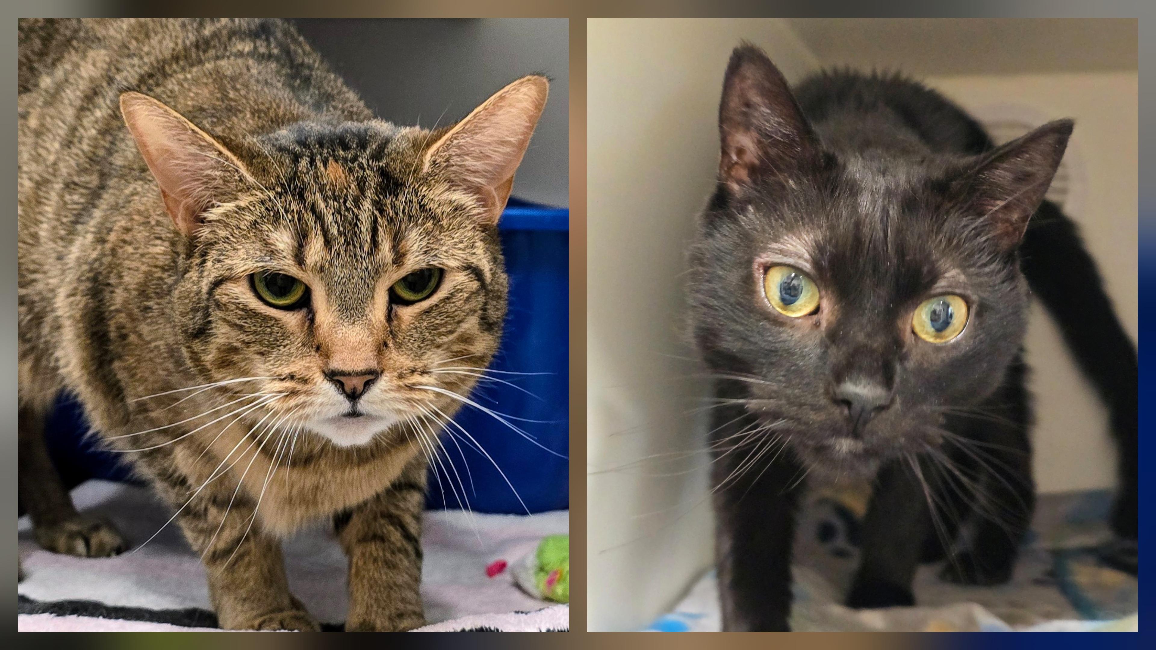 5-203 Phoebe & 5-204 Ozzy