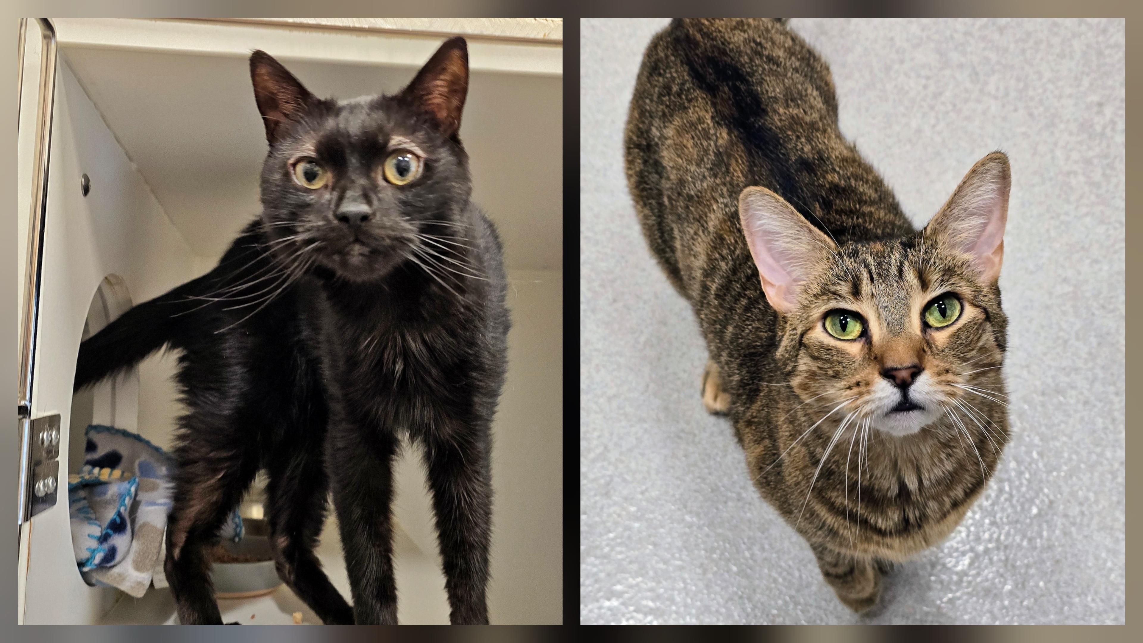 5-203 Phoebe & 5-204 Ozzy