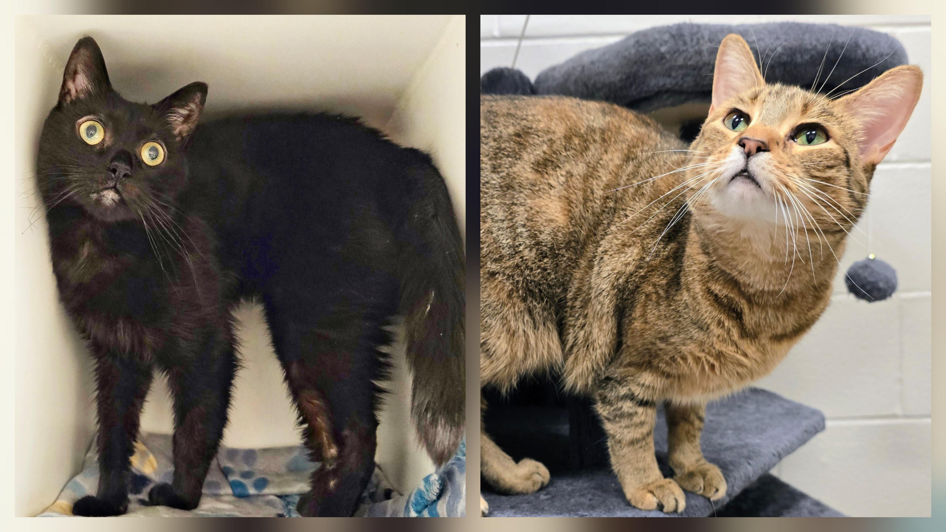 5-203 Phoebe & 5-204 Ozzy