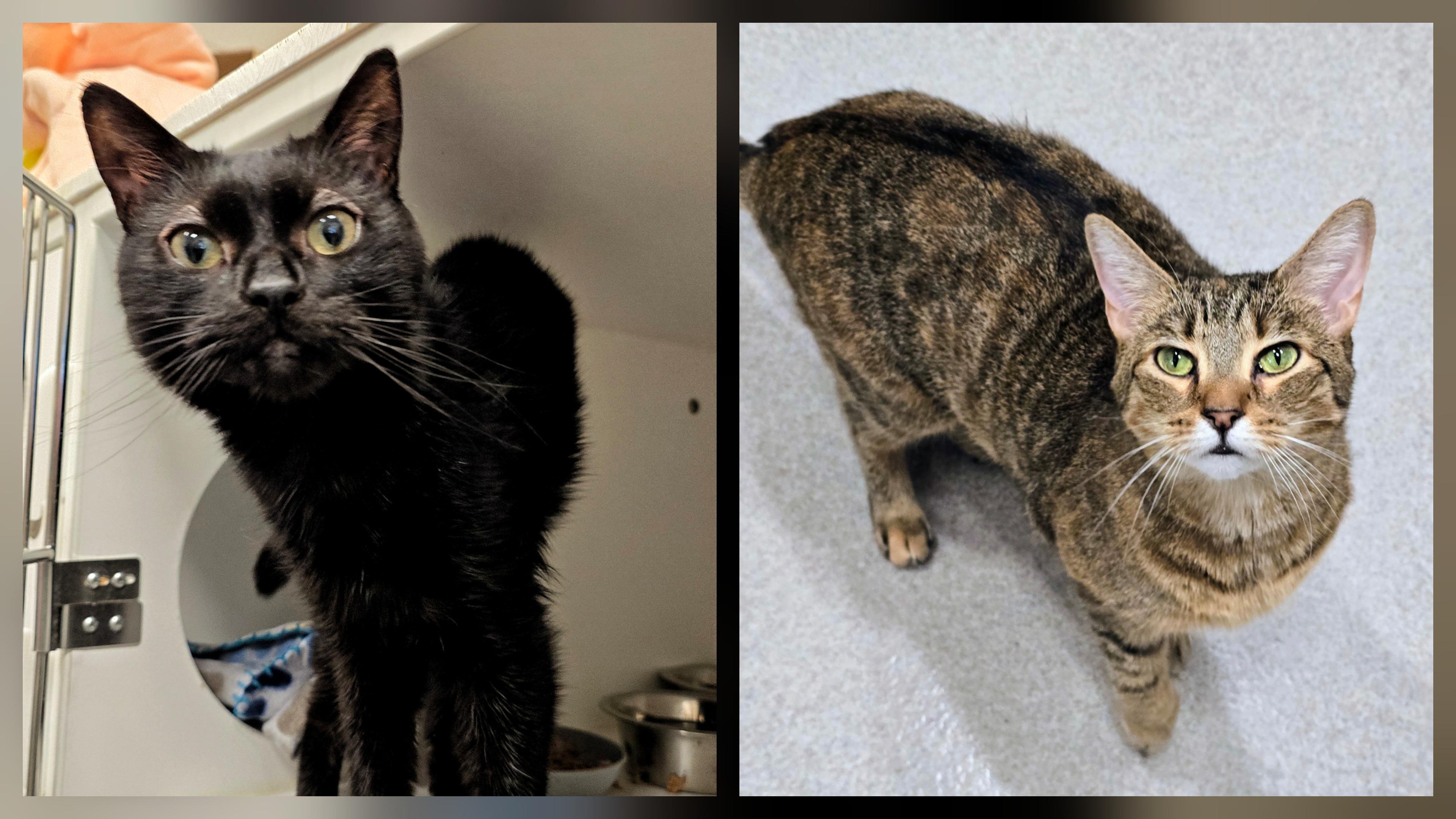 5-203 Phoebe & 5-204 Ozzy