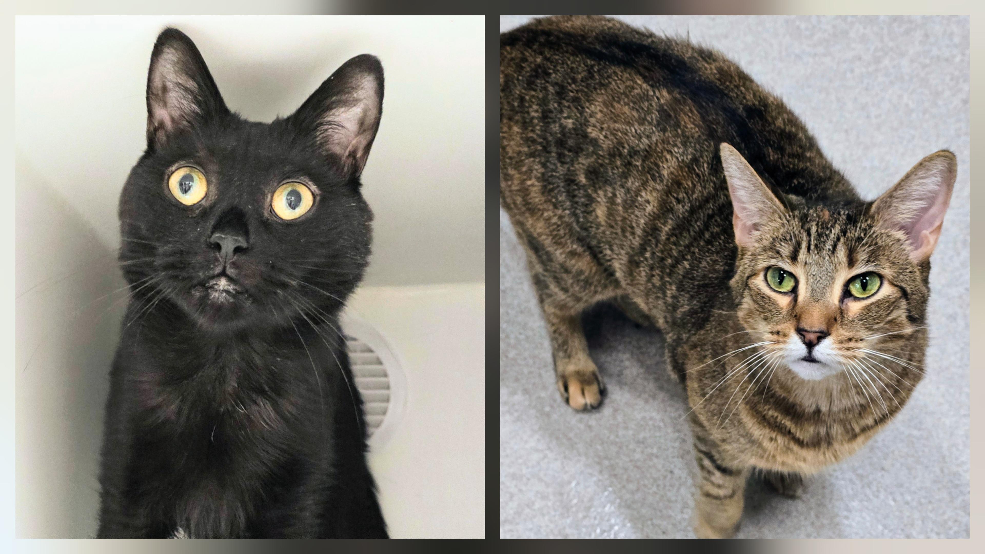 5-203 Phoebe & 5-204 Ozzy