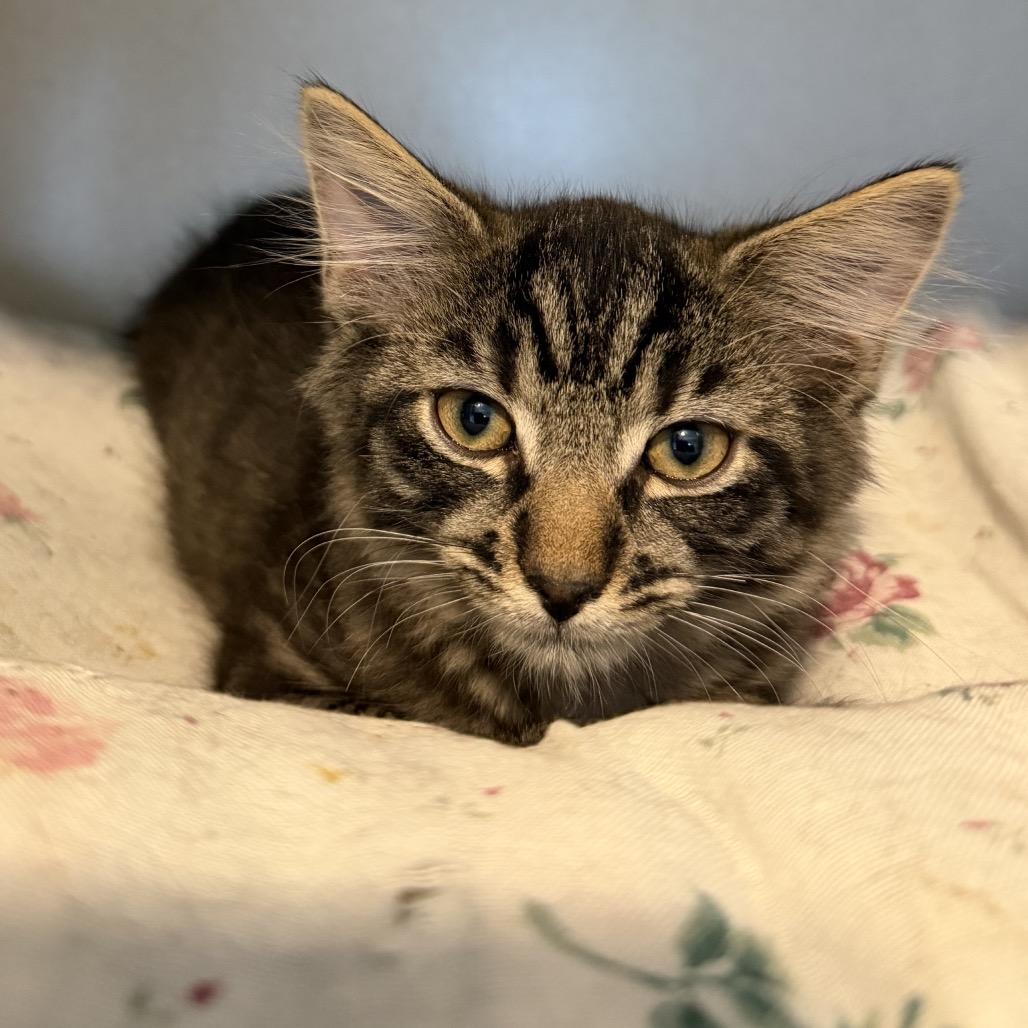Enlarge Jupiter, a Adoptable Domestic Medium Hair in Calverton, NY image 1/1