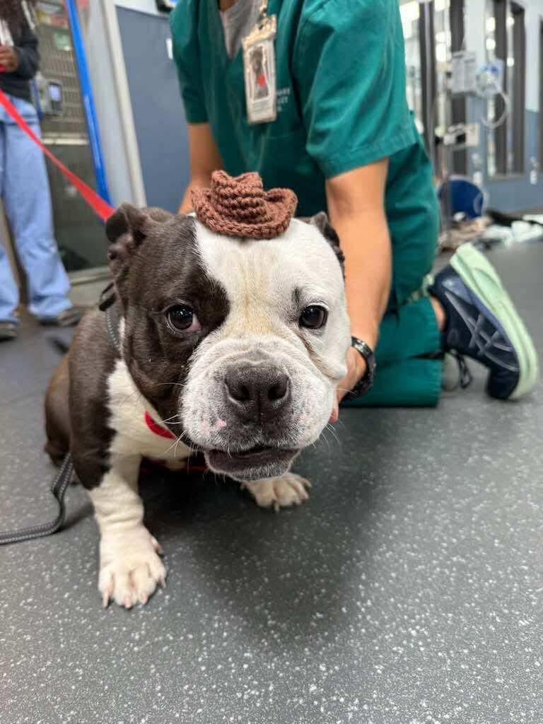 Kayko, a Adoptable mixed breed in Torrington, CT image 2/6