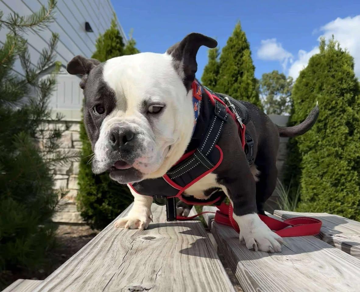 Kayko, a Adoptable mixed breed in Torrington, CT image 5/6