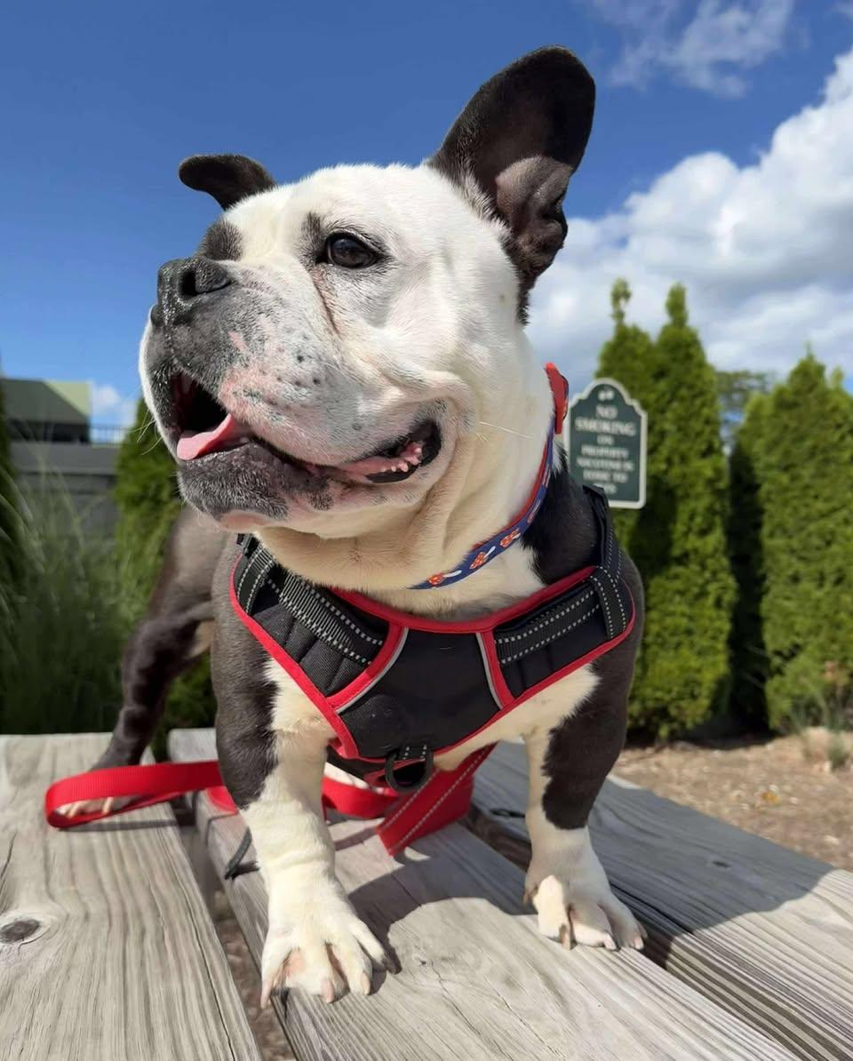 Kayko, a Adoptable mixed breed in Torrington, CT image 1/6