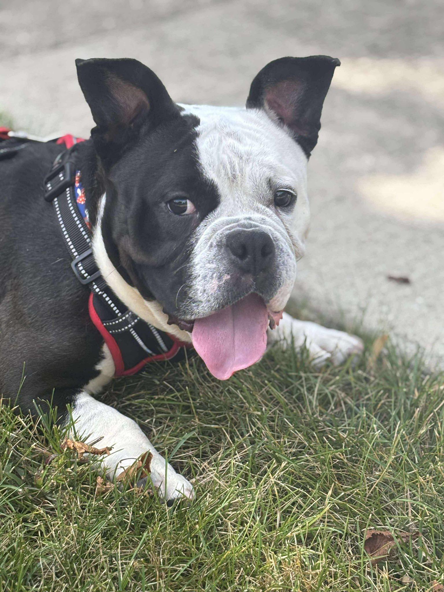 Kayko, a Adoptable mixed breed in Torrington, CT image 3/6