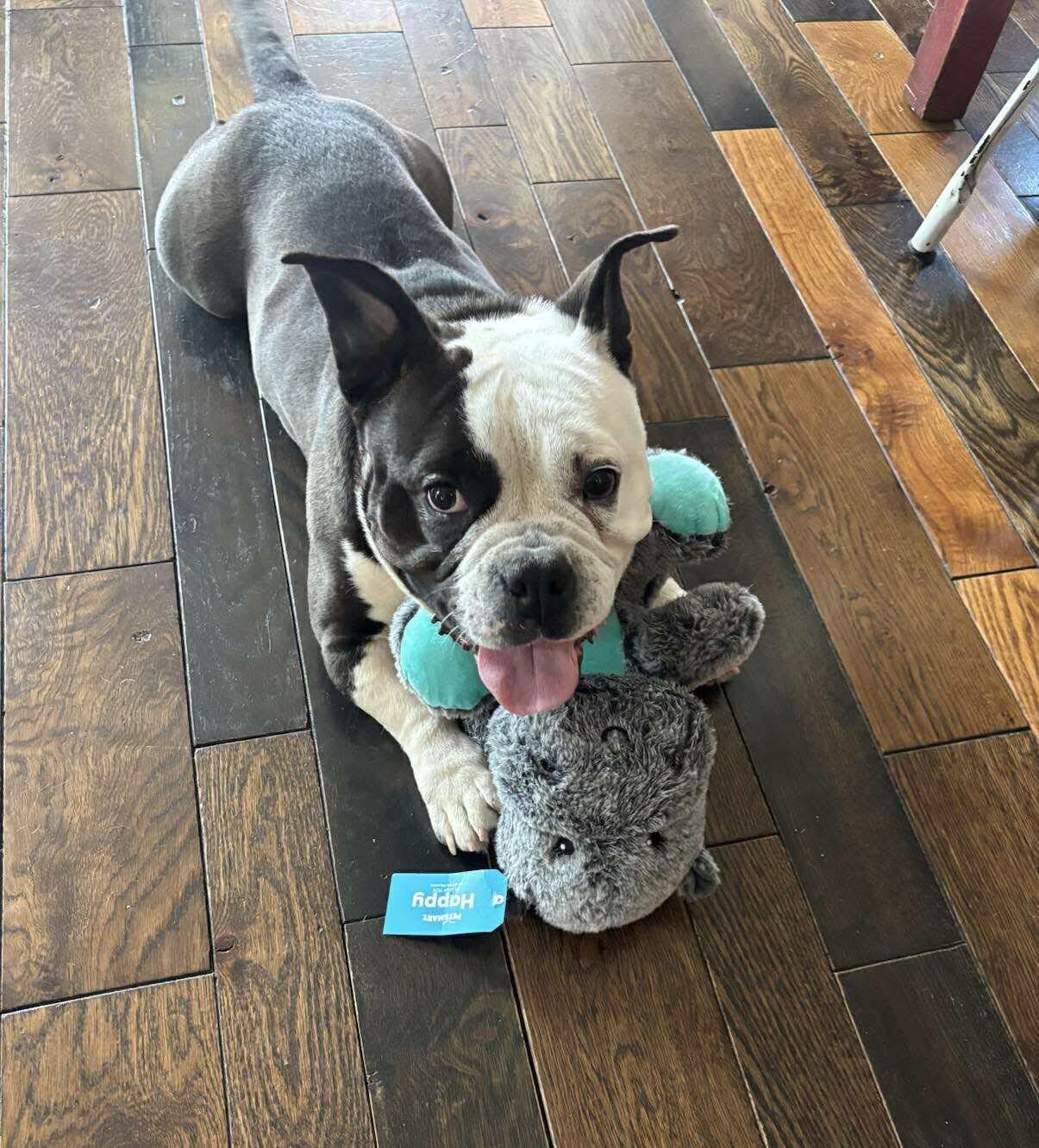 Kayko, a Adoptable mixed breed in Torrington, CT image 6/6