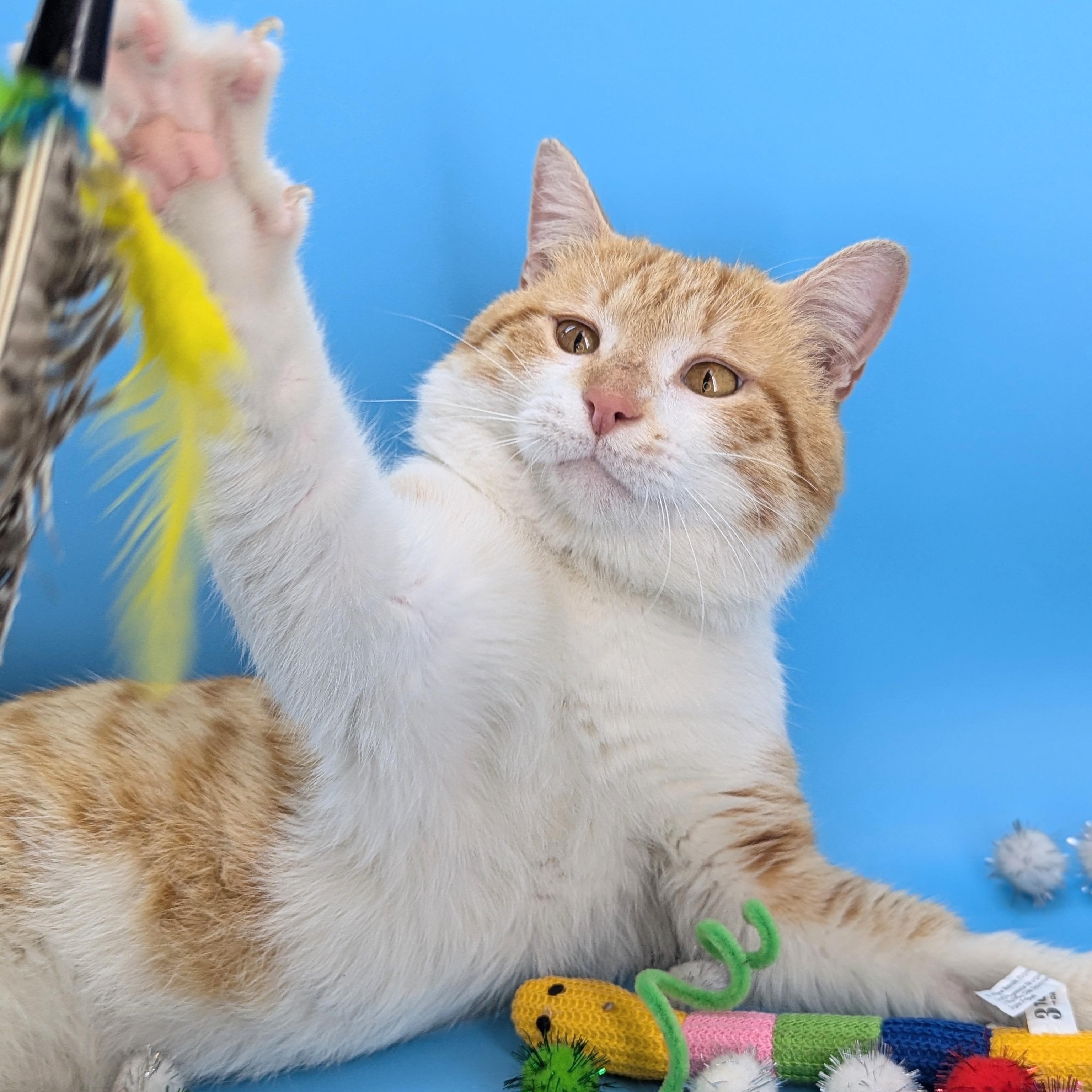 Enlarge Peaches & Cream (Mr. Personality!), a Adoptable mixed breed in Tucker, GA image 2/6