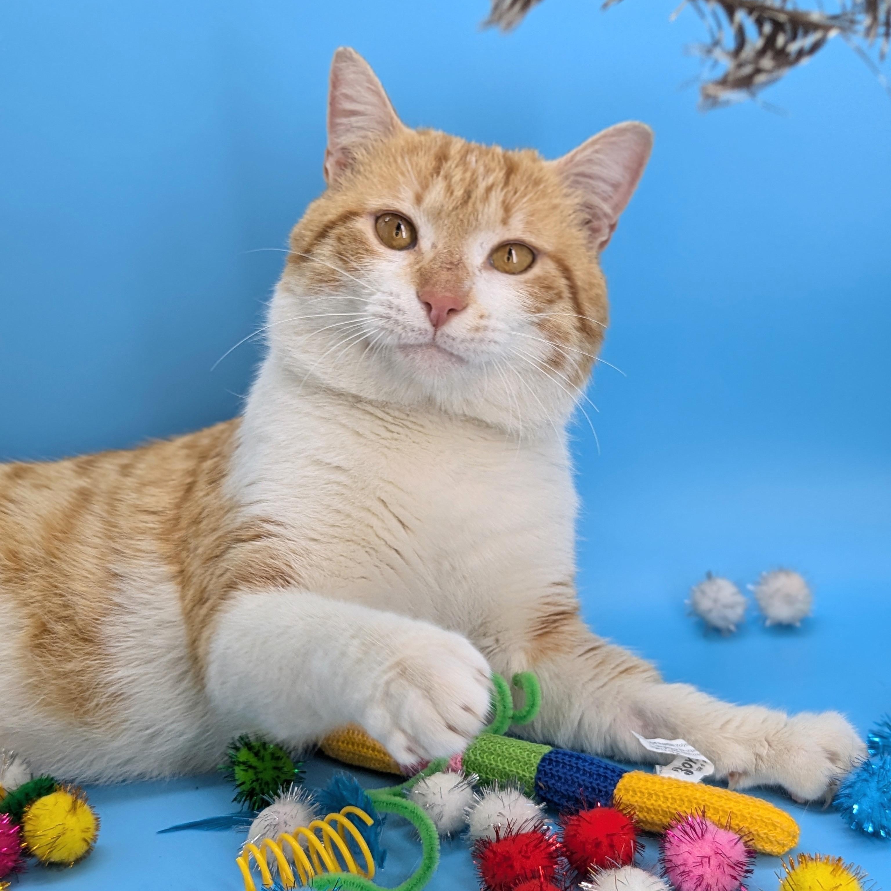 Enlarge Peaches & Cream (Mr. Personality!), a Adoptable mixed breed in Tucker, GA image 4/6