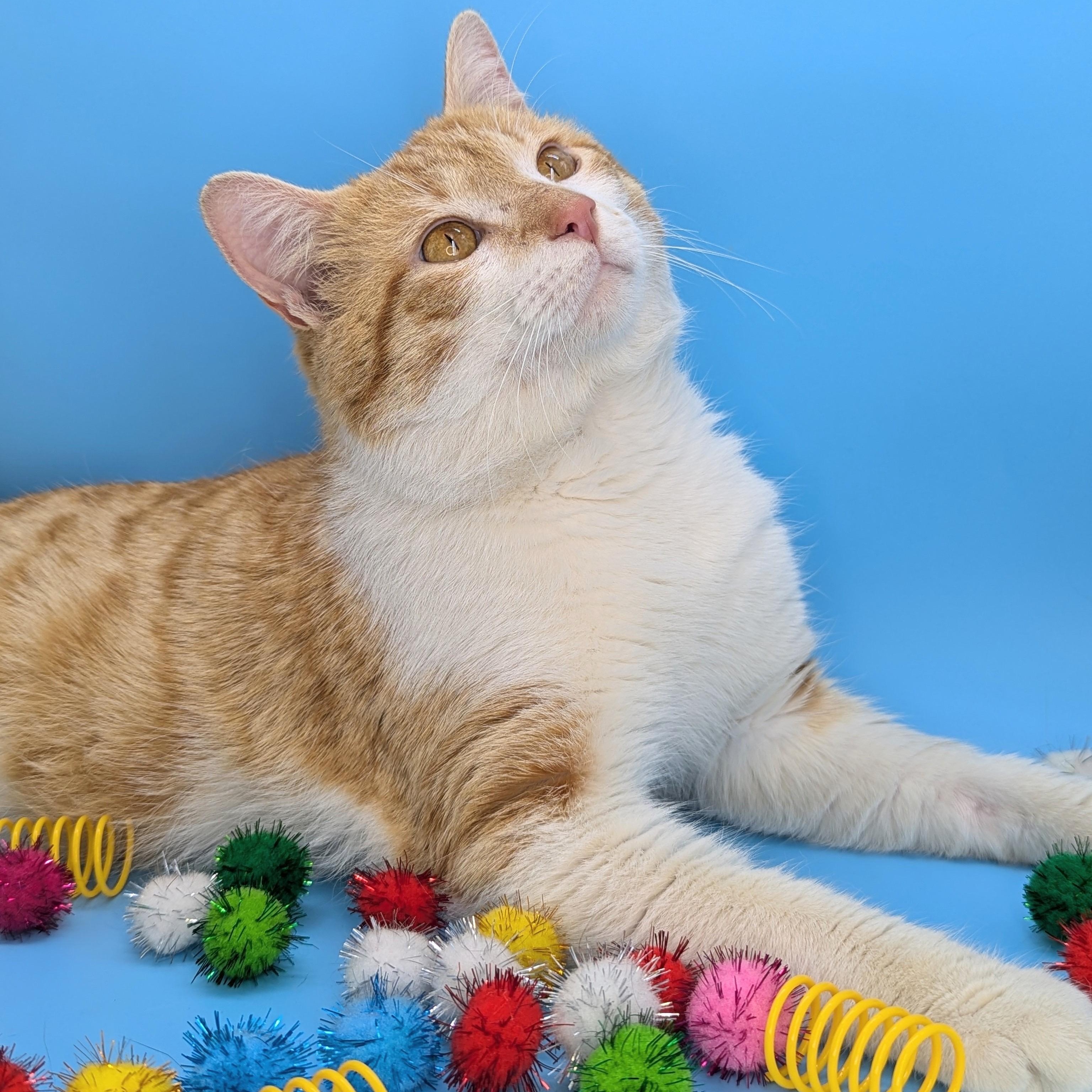 Enlarge Peaches & Cream (Mr. Personality!), a Adoptable mixed breed in Tucker, GA image 6/6