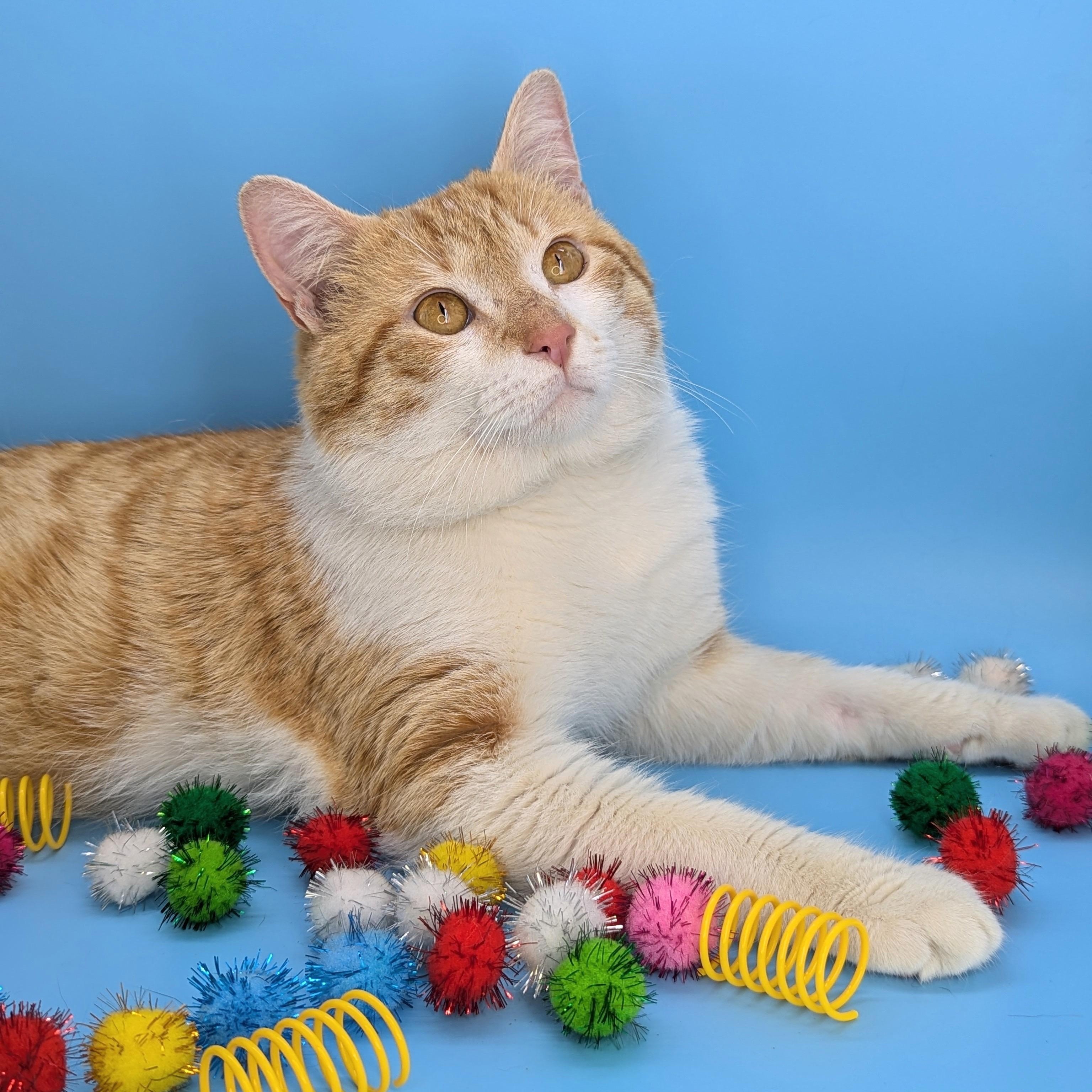 Peaches & Cream (Mr. Personality!), Adoptable, Adult Male Domestic Short Hair & Tabby.