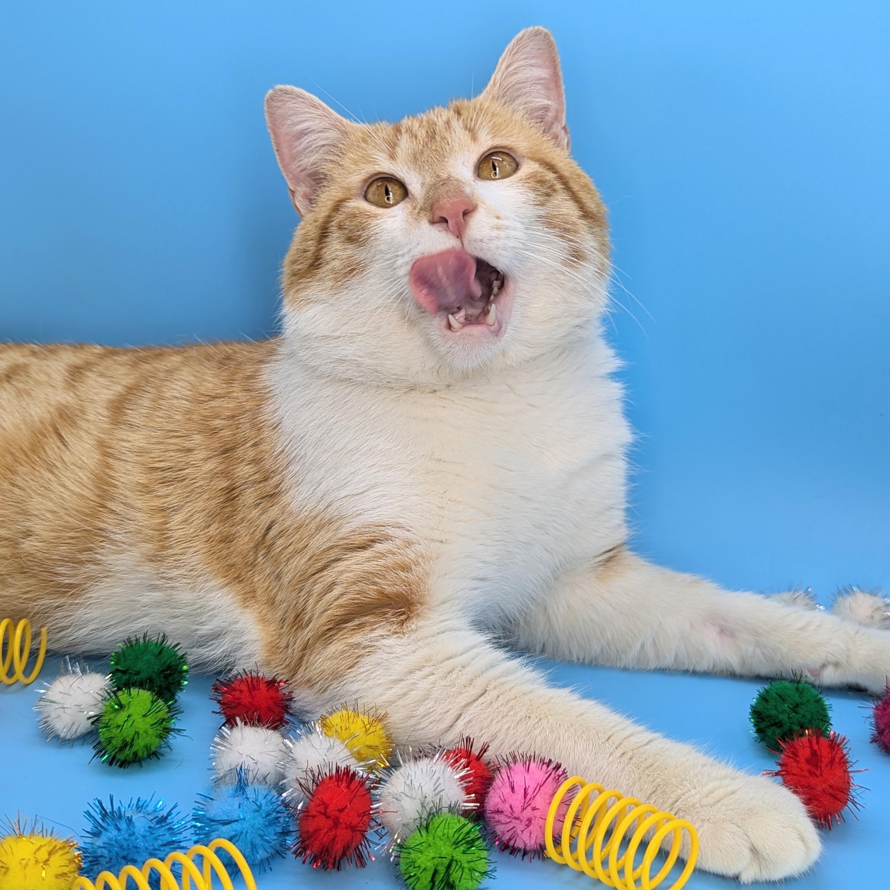 Enlarge Peaches & Cream (Mr. Personality!), a Adoptable mixed breed in Tucker, GA image 5/6