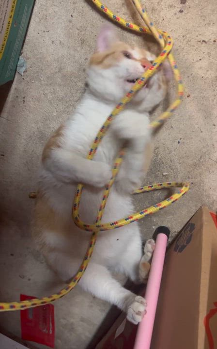 Enlarge Peaches & Cream (Mr. Personality!), a Adoptable mixed breed in Tucker, GA video 3/6