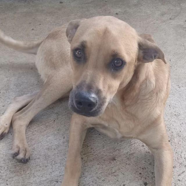 Enlarge Mister Felipe (20251013-05), an adopted Mixed Breed in Mississauga, ON image 1/6