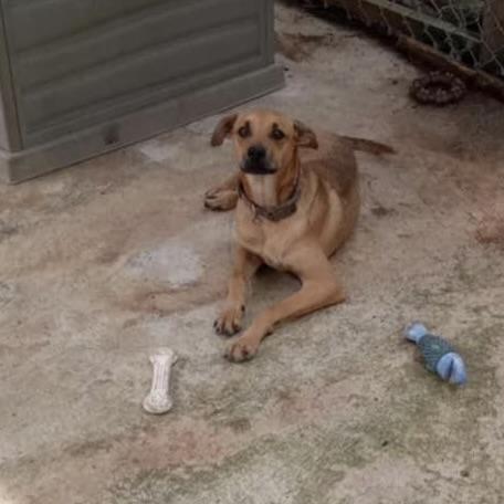 Enlarge Mister Felipe (20251013-05), an adopted Mixed Breed in Mississauga, ON image 2/6