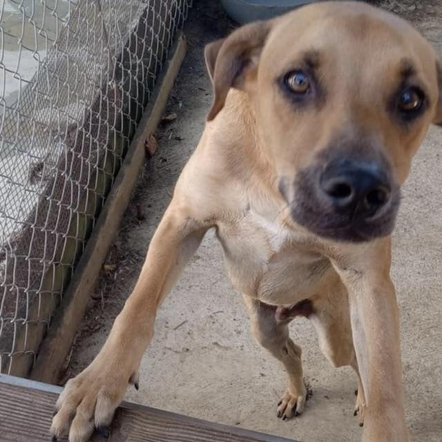 Enlarge Mister Felipe (20251013-05), an adopted Mixed Breed in Mississauga, ON image 4/6