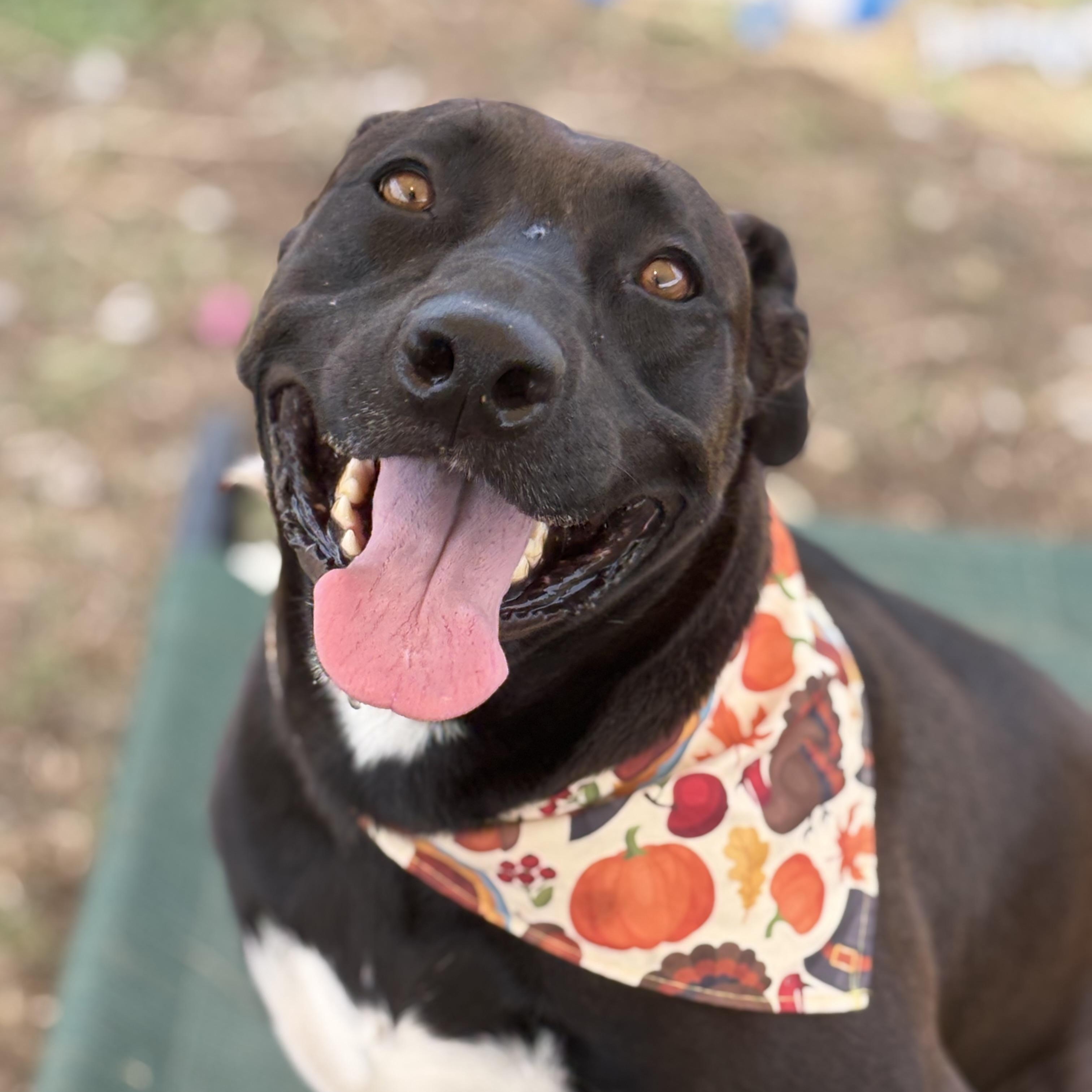 Enlarge *Kimber & Sky (bonded pair), a Adoptable mixed breed in Justin, TX image 2/5