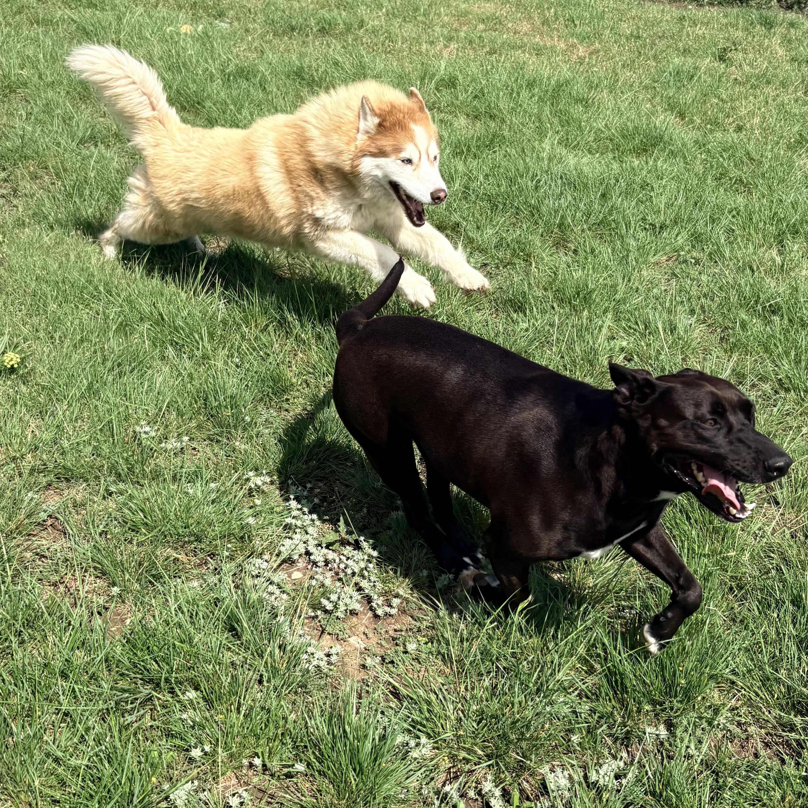 Enlarge *Kimber & Sky (bonded pair), a Adoptable mixed breed in Justin, TX image 6/6