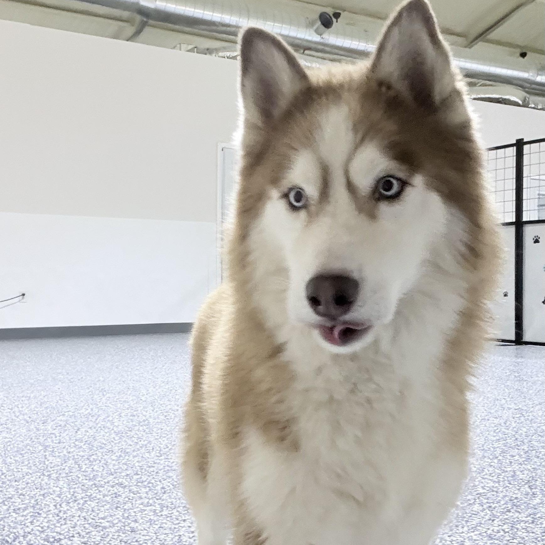 Sky, an adoptable Siberian Husky in Justin, TX image 3/5