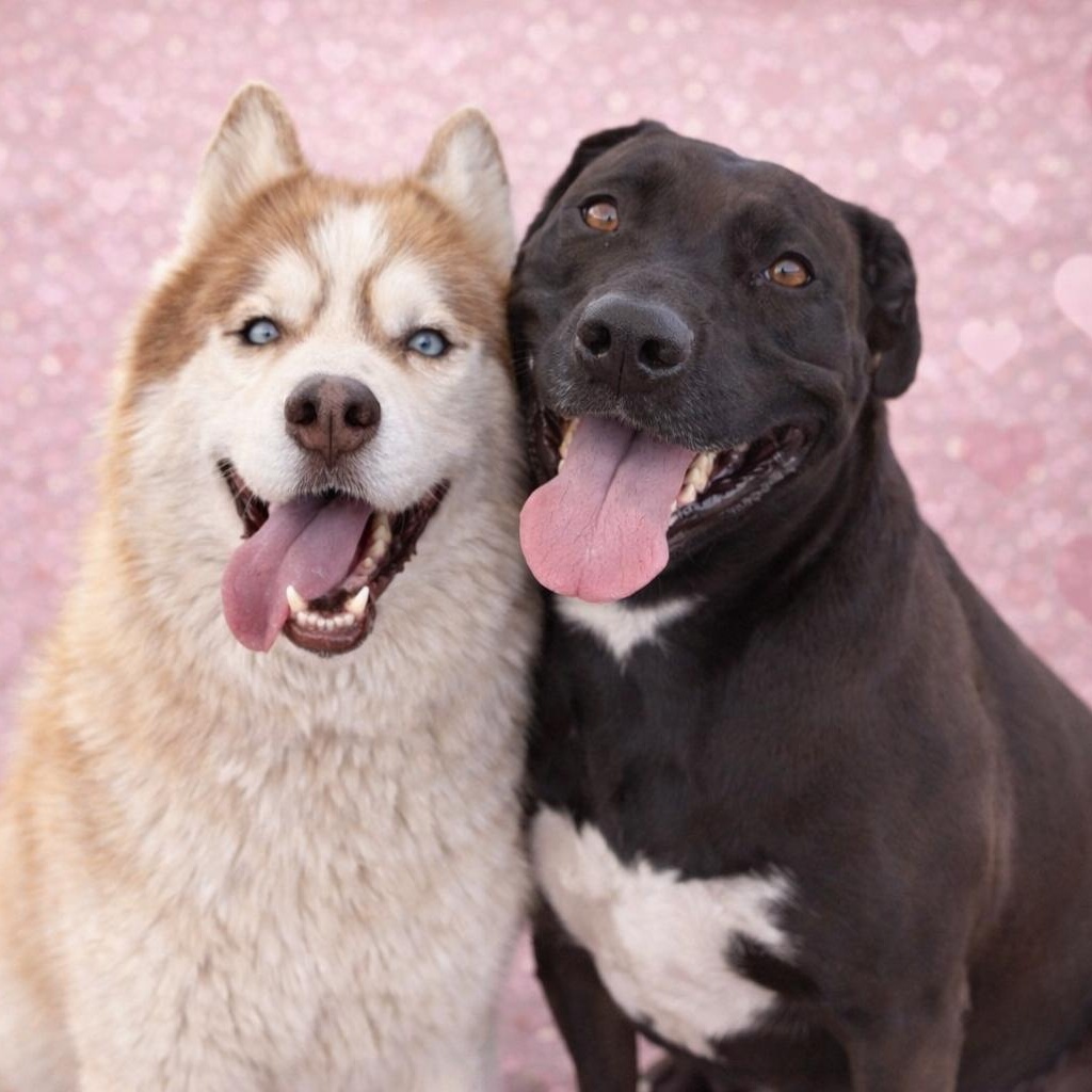 Enlarge *Kimber & Sky (bonded pair), a Adoptable mixed breed in Justin, TX image 1/5