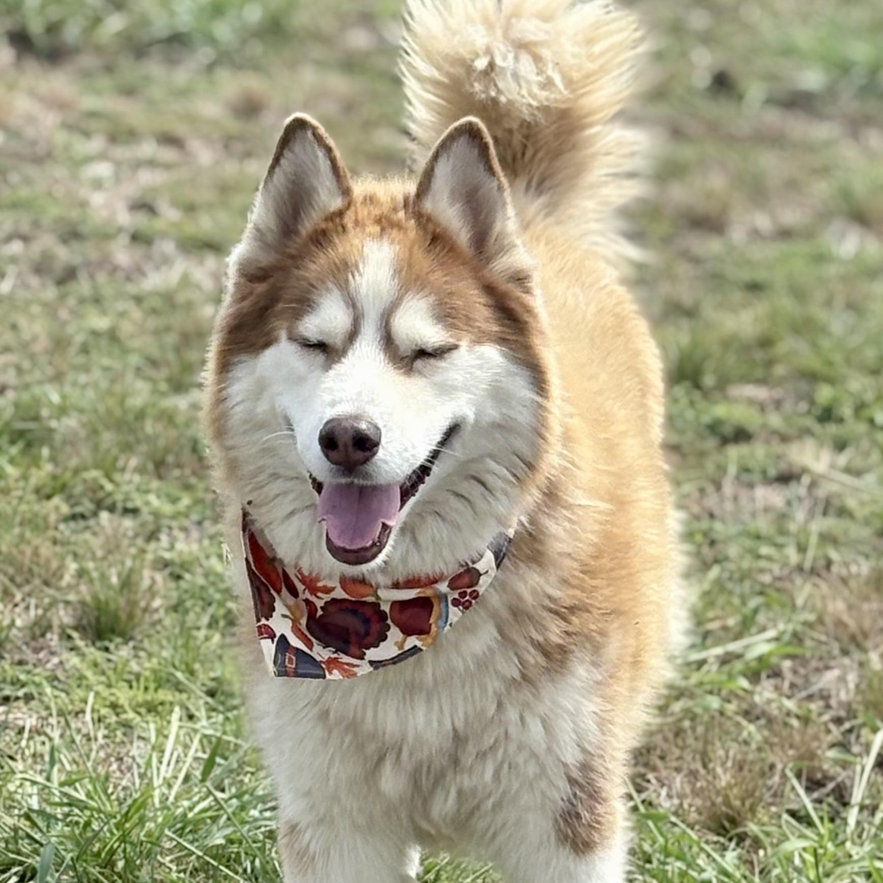 Enlarge *Kimber & Sky (bonded pair), a Adoptable mixed breed in Justin, TX image 3/5