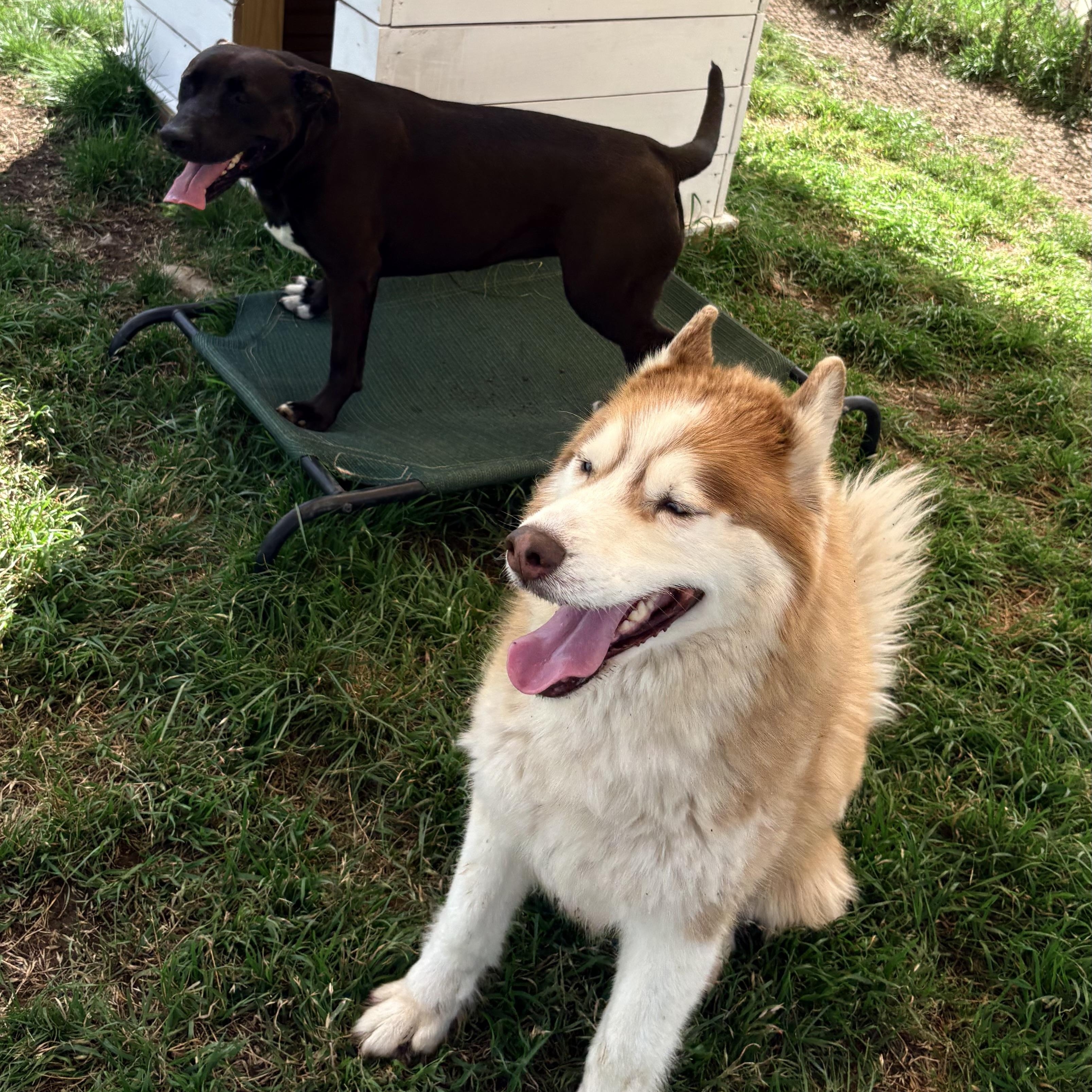 Enlarge *Kimber & Sky (bonded pair), a Adoptable mixed breed in Justin, TX image 5/6