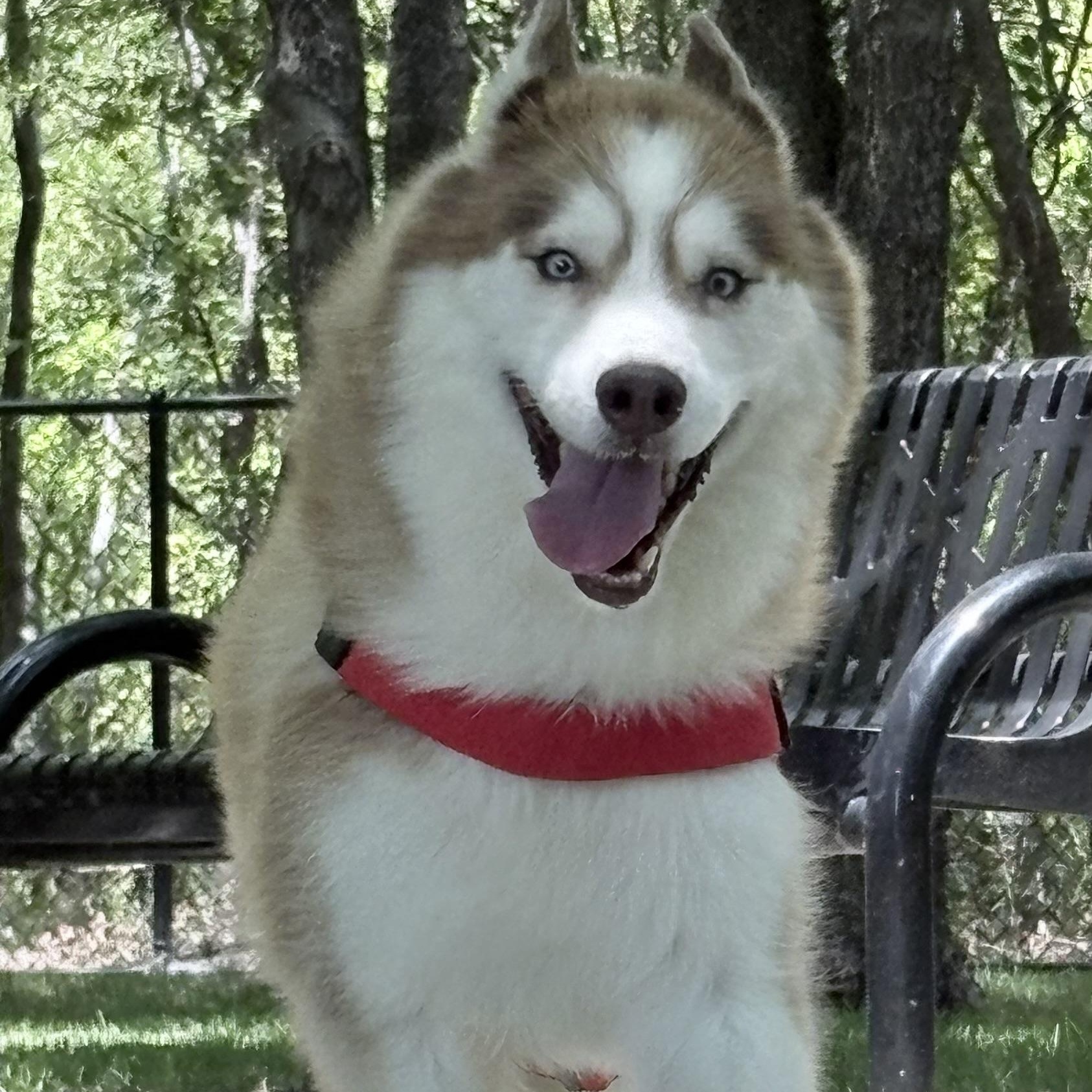 Sky, an adoptable Siberian Husky in Justin, TX image 4/5