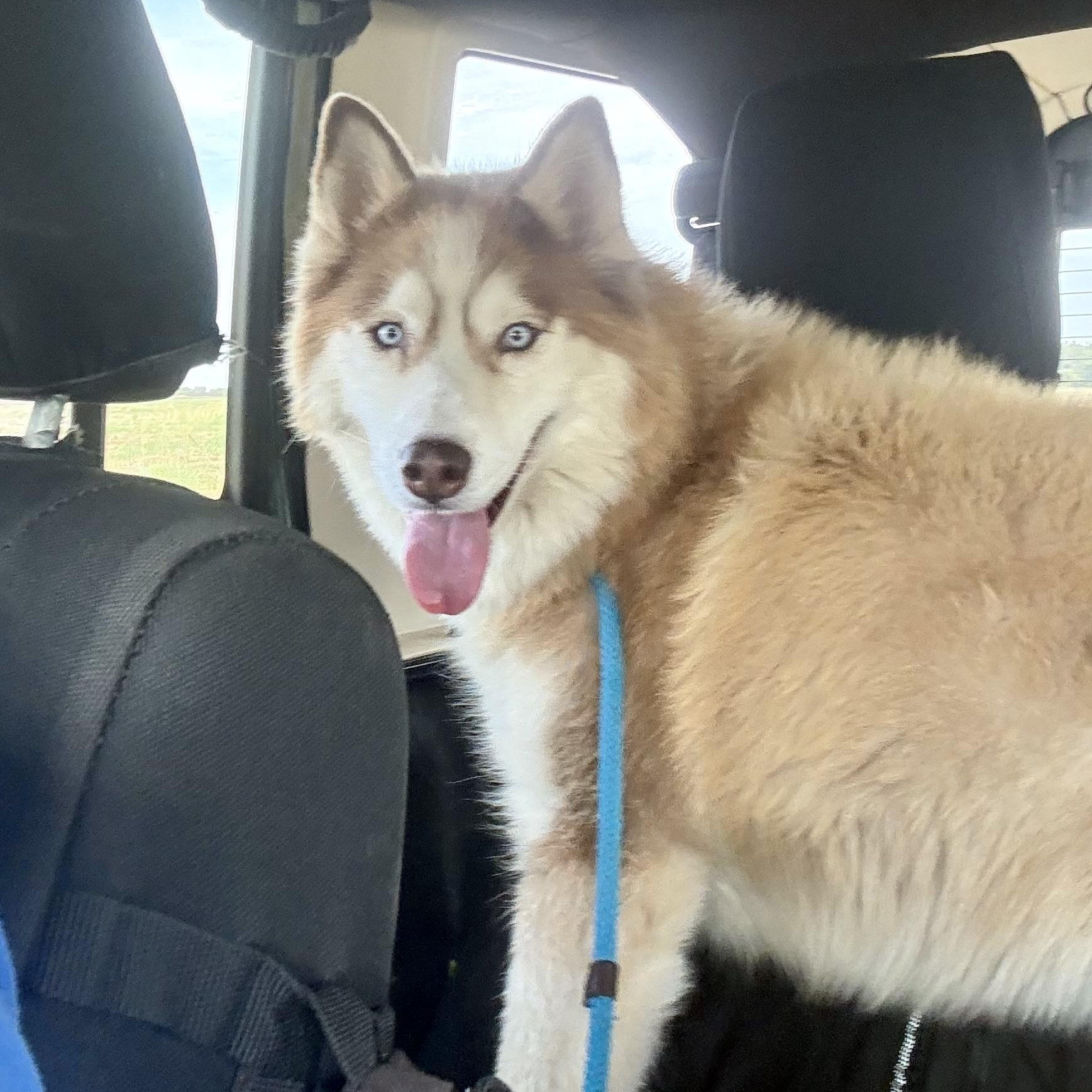 Sky, an adoptable Siberian Husky in Justin, TX image 2/5