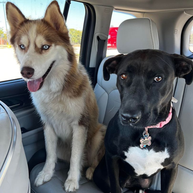 Kimber & Sky (bonded pair), Adult Female unknown