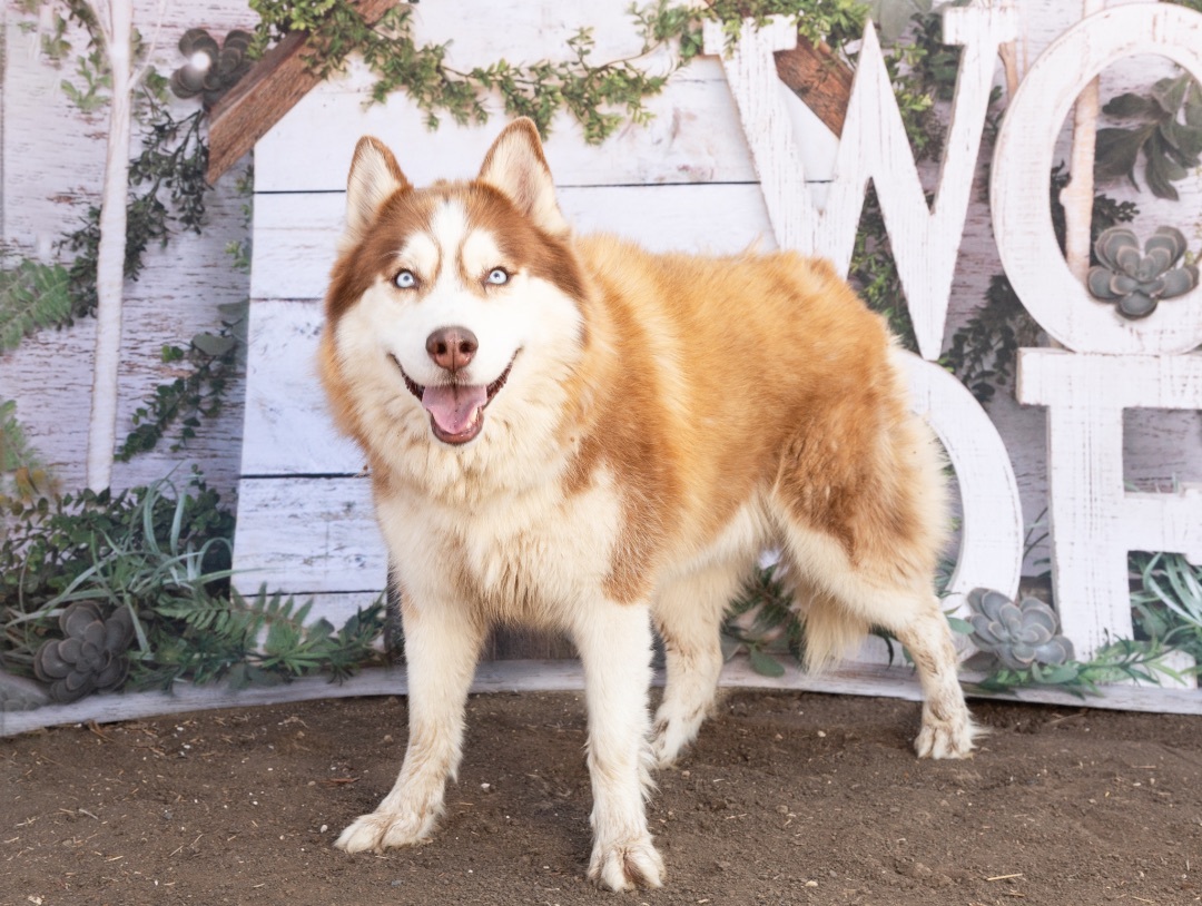 Kimber & Sky (bonded pair) photo 2