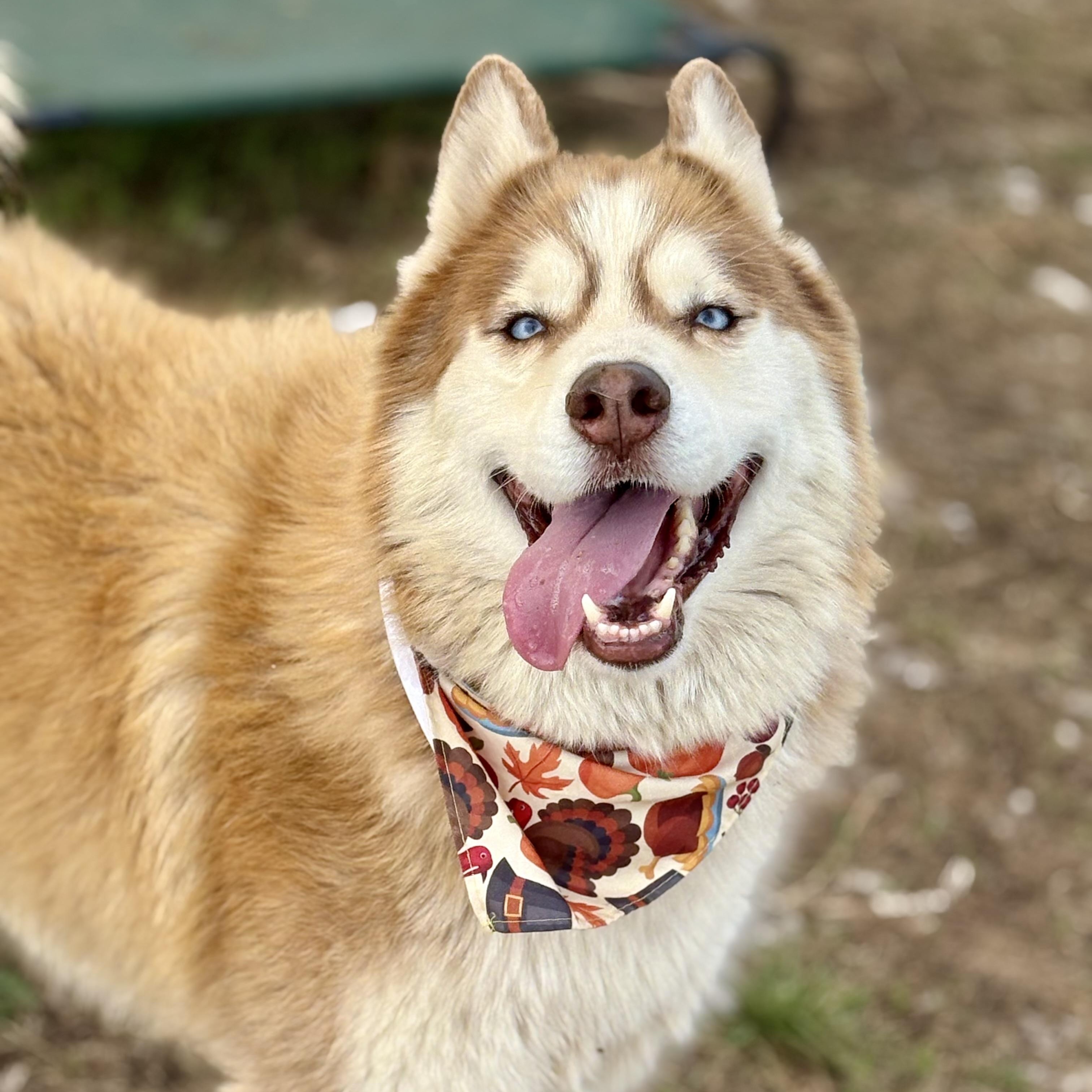 Sky, adoptable, Adult Male Siberian Husky.